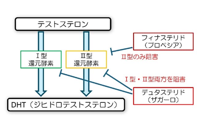 還元酵素にはⅠ型とⅡ型という2つのタイプが存在します