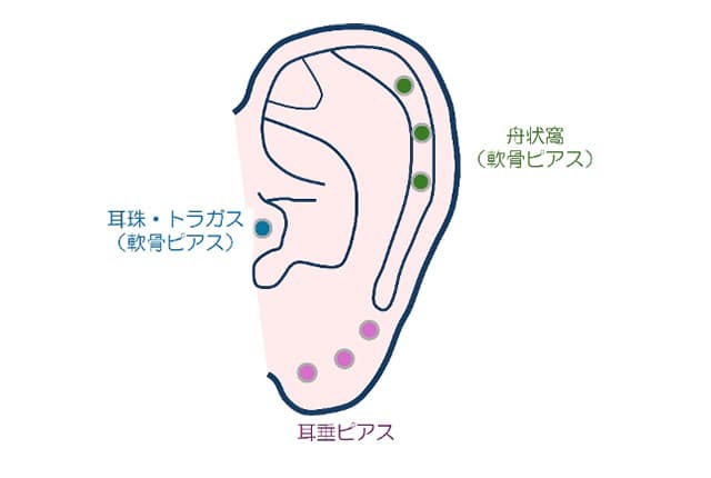 一般的なピアッシング部位。耳珠・トラガス、耳垂、舟状窩